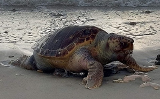 Due tartarughe senza vita spiaggiate a Grottammare